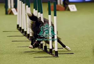 Crufts 2019 - Day One, NEC, UK - 7 Mar 2019