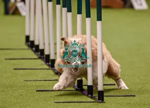 Crufts Team Prints: Crufts 2019 - Day One, NEC, UK - 7 Mar 2019