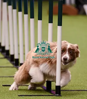 Crufts Team Prints: Crufts 2019 - Day One, NEC, UK - 7 Mar 2019