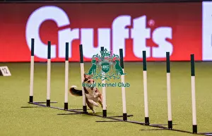 Crufts Team Prints: Crufts 2019 - Day One, NEC, UK - 7 Mar 2019