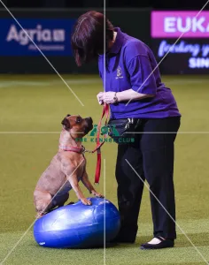 Crufts 2019 - Day One, NEC, UK - 7 Mar 2019
