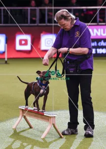 Crufts 2019 - Day One, NEC, UK - 7 Mar 2019