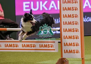 20190307 Prints: Crufts 2019 - Day One, NEC, UK - 7 Mar 2019