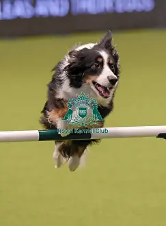 20190307 Prints: Crufts 2019 - Day One, NEC, UK - 7 Mar 2019