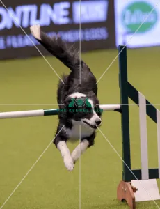 Crufts 2019 - Day One, NEC, UK - 7 Mar 2019