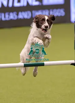 20190307 Prints: Crufts 2019 - Day One, NEC, UK - 7 Mar 2019