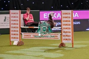 20190307 Prints: Crufts 2019 - Day One, NEC, UK - 7 Mar 2019