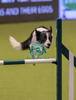 20190307 Prints: Crufts 2019 - Day One, NEC, UK - 7 Mar 2019