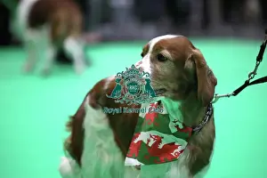 20190307 Prints: Crufts 2019 - Day One, NEC, UK - 7 Mar 2019