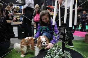 Cavalier King Charles Spaniel