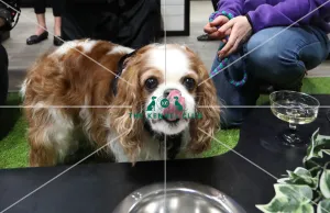 Cavalier King Charles Spaniel
