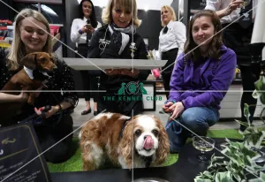 Cavalier King Charles Spaniel