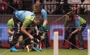 Crufts 2019 - Day Three, NEC, UK - 9 Mar 2019