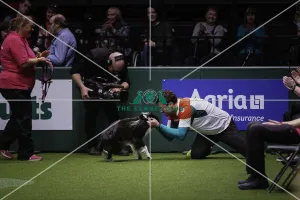 Crufts 2019 - Day Three, NEC, UK - 9 Mar 2019