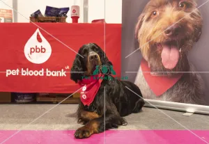 Crufts 2019 - Day Three, NEC, UK - 9 Mar 2019