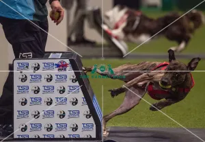 Crufts 2019 - Day Three, NEC, UK - 9 Mar 2019