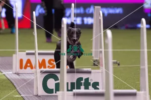 Flyball Semi final