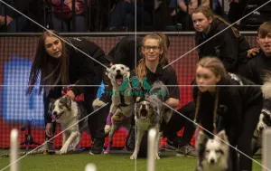 Flyball Semi final