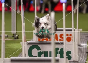 Flyball Semi final