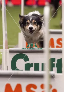 Flyball Semi final