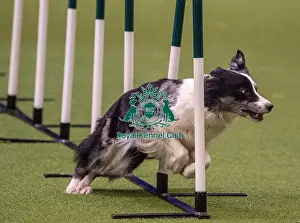 Crufts 2019 - Day Three, NEC, UK - 9 Mar 2019