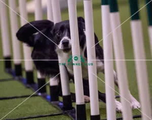 Crufts 2019 - Day Three, NEC, UK - 9 Mar 2019