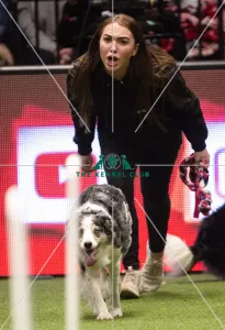 Flyball Semi final