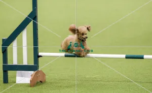 Agility teams - small