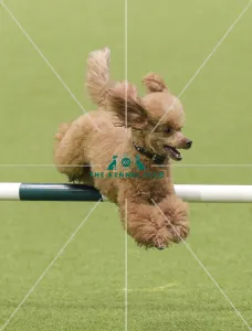 Agility teams - small