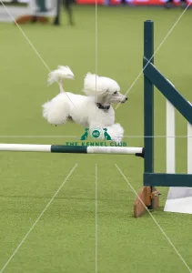 Agility teams - small