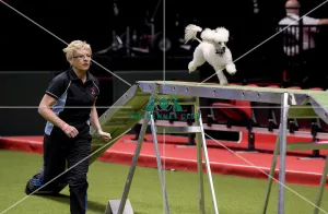 Agility teams - small