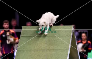 Agility teams - small