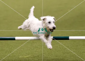 Agility teams - small