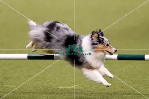 Agility teams - small
