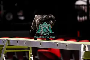 Crufts 2019 - Day Three, NEC, UK - 9 Mar 2019