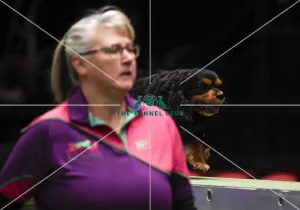 Crufts 2019 - Day Three, NEC, UK - 9 Mar 2019