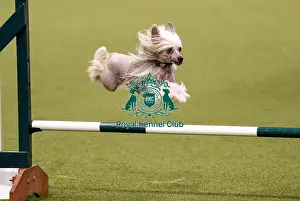 Crufts 2019 - Day Three, NEC, UK - 9 Mar 2019