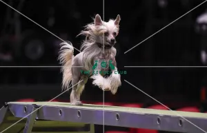 Crufts 2019 - Day Three, NEC, UK - 9 Mar 2019
