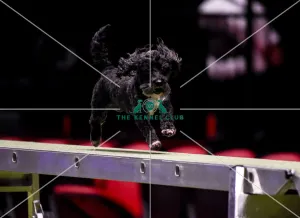Agility teams - small