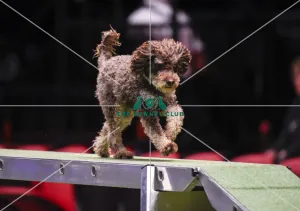 Agility teams - small