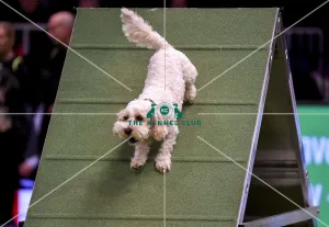 Agility teams - small