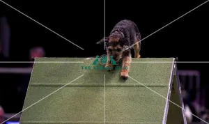 Agility teams - small