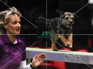 Agility teams - small