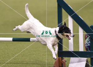 Agility teams - small