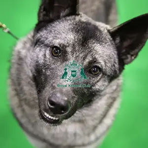 Crufts 2019 - Day Three, NEC, UK - 9 Mar 2019