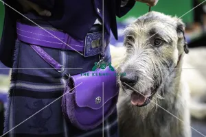Crufts 2019 - Day Three, NEC, UK - 9 Mar 2019