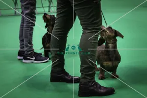 Crufts 2019 - Day Three, NEC, UK - 9 Mar 2019