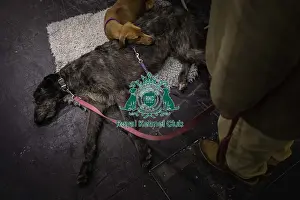 Crufts 2019 - Day Three, NEC, UK - 9 Mar 2019