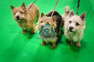 Crufts 2019 - Day Three, NEC, UK - 9 Mar 2019
