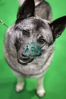 Crufts 2019 - Day Three, NEC, UK - 9 Mar 2019